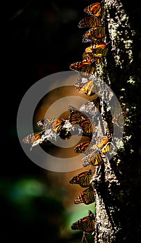 Colony of Monarch butterflies Danaus plexippus on a pine trunk in a park El Rosario, Reserve of the Biosfera Monarca. Angangueo