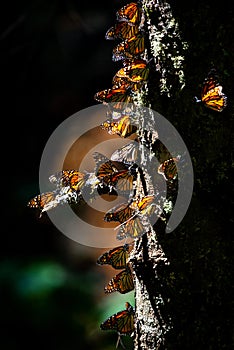 Colonia de mariposas sobre pino maleta en reservar de. 