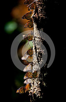 Colony of Monarch butterflies Danaus plexippus on a pine trunk in a park El Rosario, Reserve of the Biosfera Monarca. Angangueo