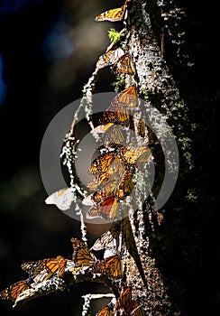 Colony of Monarch butterflies Danaus plexippus on a pine trunk in a park El Rosario, Reserve of the Biosfera Monarca. Angangueo