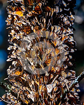 Colony of Monarch butterflies Danaus plexippus on a pine trunk in a park El Rosario, Reserve of the Biosfera Monarca. Angangueo