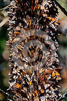 Colony of Monarch butterflies Danaus plexippus on a pine trunk in a park El Rosario, Reserve of the Biosfera Monarca. Angangueo