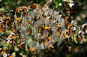 Colonia de mariposas Ellos son sobre pino en reservar de 