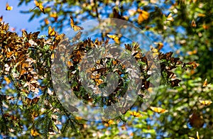 Colonia de mariposas Ellos son sobre pino en reservar de 