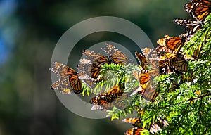 Colonia de mariposas Ellos son sobre pino en reservar de 