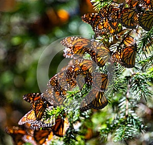 Colony of Monarch butterflies Danaus plexippus are sitting on pine branches in a park El Rosario, Reserve of the Biosfera