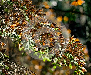 Colonia de mariposas Ellos son sobre pino en reservar de 