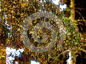 Colony of Monarch butterflies Danaus plexippus are sitting on pine branches in a park El Rosario, Reserve of the Biosfera