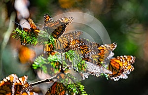 Colony of Monarch butterflies Danaus plexippus are sitting on pine branches in a park El Rosario, Reserve of the Biosfera