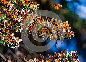 Colony of Monarch butterflies Danaus plexippus are sitting on pine branches in a park El Rosario, Reserve of the Biosfera