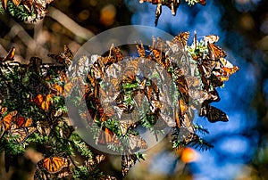 Colony of Monarch butterflies Danaus plexippus are sitting on pine branches in a park El Rosario, Reserve of the Biosfera