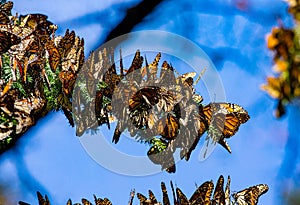 Colony of Monarch butterflies Danaus plexippus are sitting on pine branches in a park El Rosario, Reserve of the Biosfera