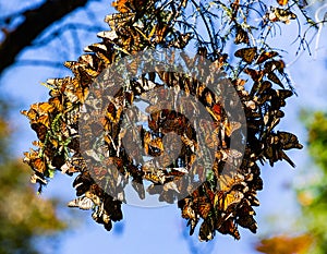 Colony of Monarch butterflies Danaus plexippus are sitting on pine branches in a park El Rosario, Reserve of the Biosfera