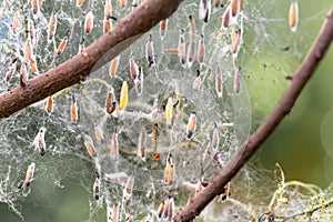 Colony of moth larvae closeup in the web on the branches of a tree. Moths larvae, caterpillars, ate all the leaves on the cherry