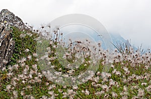 Colony of Mountain avens