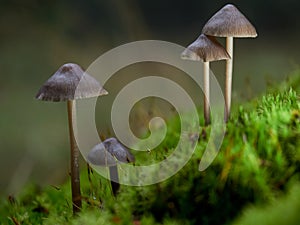 Colony of mushrooms Mycena abramsii