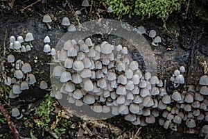 colony of mushrooms on a tree trunk