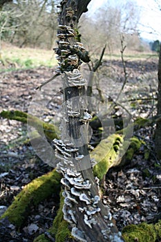 A colony of Mushrooms on a treetrunk photo