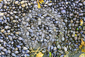 Colony of mussels clinging to a rock