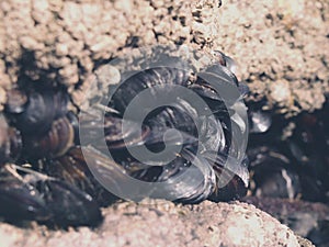A colony of mussels photo