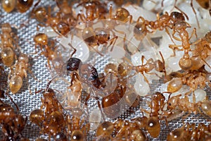 Myrmica rubra colony