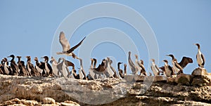 Colony of Neotropical Cormorants