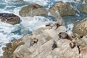 Colony of New Zealand fur seals basking or rock near Kaikoura, New Zealand
