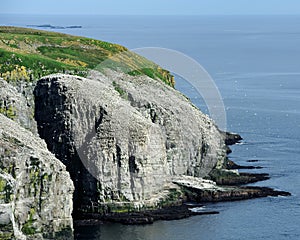 Colony of Northern Gannets