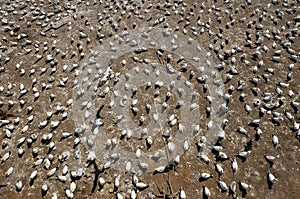 Colony of Northern Gannets