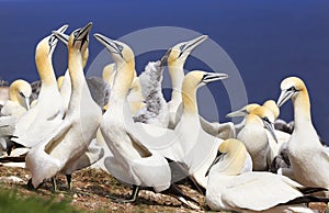 Colony of Northern Gannets, Bonaventure Island, Canada