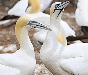 Colony of Northern Gannets, Bonaventure Island Quebec