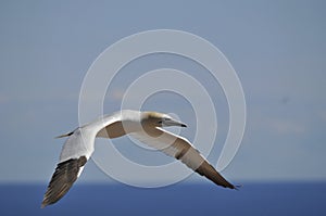 Colony of Northern Gannets flying Bonaventure Island Quebec, Canada.