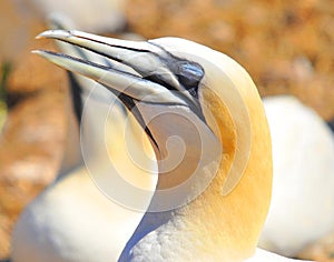 Colony of Northern Gannets sunbathing Bonaventure Island Quebec, Canada.