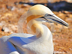 Colony of Northern Gannets sunbathing Bonaventure Island Quebec, Canada.