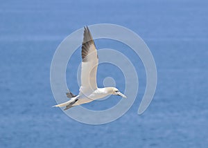 Colony of Northern Gannets sunbathing off Bonaventure Island Quebec