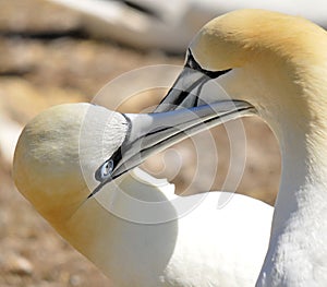 Colony of Northern Gannets sunbathing off Bonaventure Island Quebec,