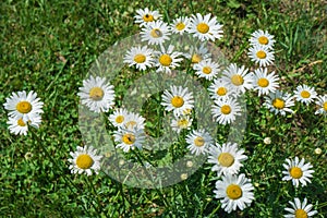 Colony of Oxeye Daisies