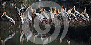 Colony of Painted Storks on an  Island in water