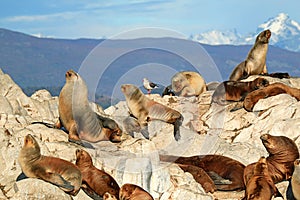 Colony of Patagonian Sea Lions on the Rocky La Isla de Los Lobos Island in Beagle Channel, Ushuaia, Argentina