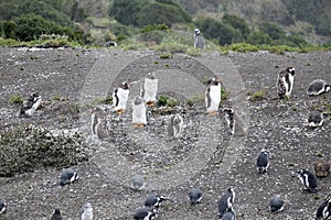 A colony of penguins changing their plumage