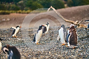 The colony of penguins on the island in the Beagle Canal. Argentine Patagonia. Ushuaia