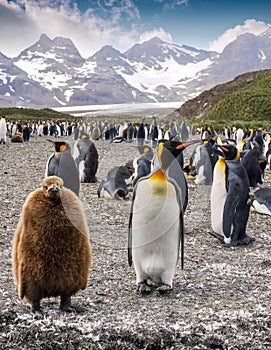 A colony of penguins on South Georgia Islands.