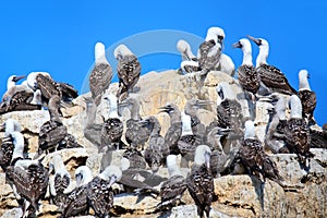 Colony of Peruvian boobies in Ballestas islands Reserve in Peru