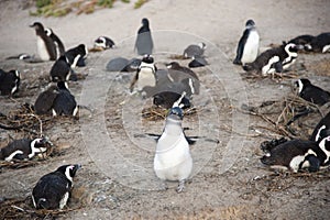 Colony of pinguins photo
