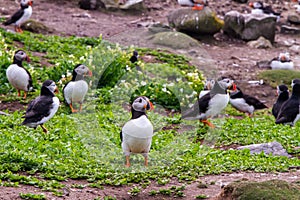 Colony of puffins in Farne Islands in the grass