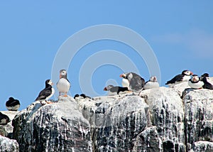 Colony of puffins on top of cliff, Farne Islands