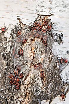 Colony of pyrrhocoris apterus