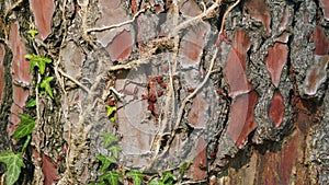 Colony Of Pyrrhocoris Apterus Nests On Pine Trunk. Red Spotted Beetles Or Pyrrhocoris Apterus On Bark.