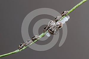 Colony of recently born pentatomidae shield bugs resting on a twig photo
