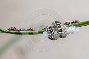 Colony of recently born pentatomidae shield bugs resting on a twig photo